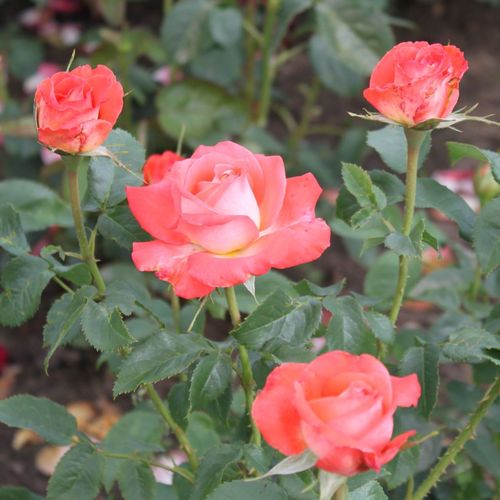 Rojo con bordes de color crema - Árbol de Rosas Híbrido de Té - rosal de pie alto- forma de corona de tallo recto
